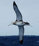 Albatros hurleur