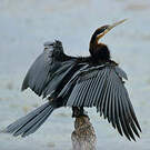 Anhinga d'Afrique