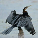 Anhinga d'Afrique