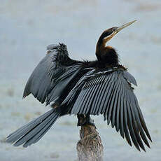 Anhinga d'Afrique