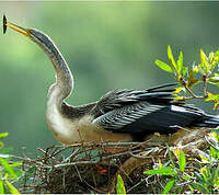 Anhinga d'Australie