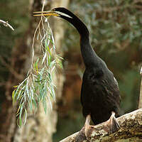 Anhinga d'Australie