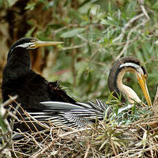 Anhinga d'Australie