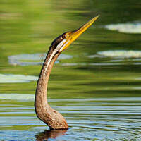 Anhinga d'Australie