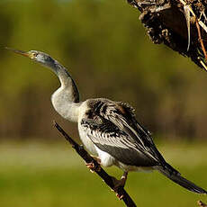 Anhinga d'Australie