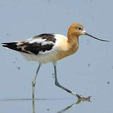 Avocette d'Amérique