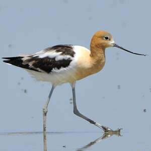 Avocette d'Amérique