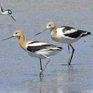 Avocette d'Amérique