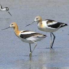 Avocette d'Amérique