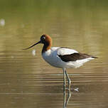 Avocette d'Australie