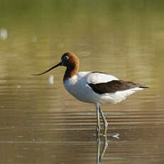 Avocette d'Australie