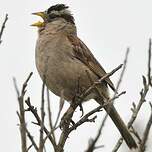 Bruant à couronne blanche