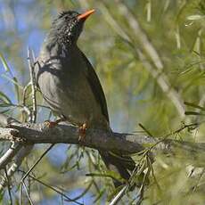 Bulbul de Madagascar