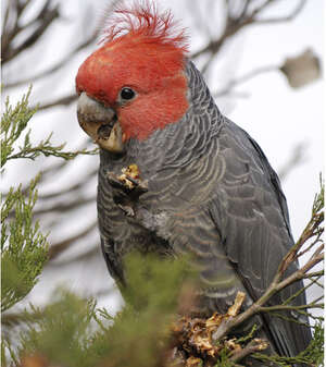 Cacatoès à tête rouge