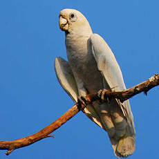 Cacatoès corella