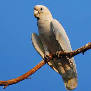 Cacatoès corella