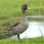 Canard à bec jaune