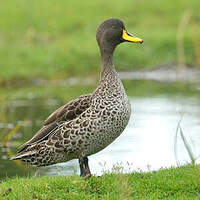 Canard à bec jaune