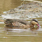 Canard à bec rouge