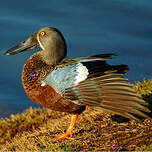 Canard bridé