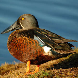 Canard bridé