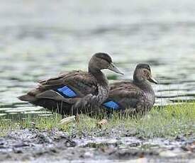 Canard noir