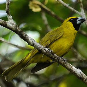 Cardinal flavert