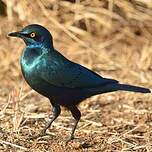 Choucador à oreillons bleus