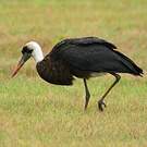 Cigogne à pattes noires