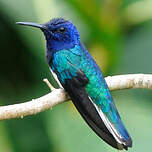 Colibri jacobin