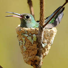 Colibri tout-vert