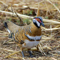 Colombine plumifère