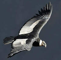 Condor des Andes