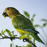 Conure cuivrée