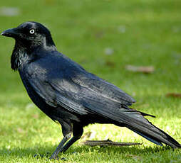 Corbeau d'Australie