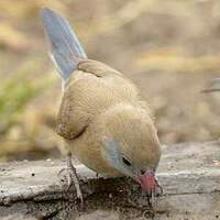 Cordonbleu à joues rouges