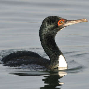 Cormoran de Bougainville