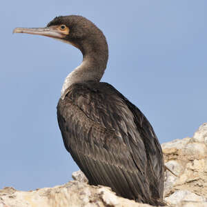 Cormoran de Bougainville