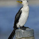 Cormoran pie