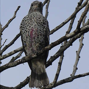 Cotinga de Daubenton