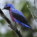 Cotinga de Daubenton