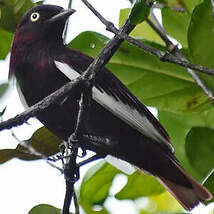 Cotinga pompadour