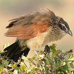 Coucal à sourcils blancs