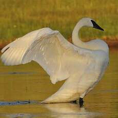 Cygne trompette