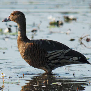 Dendrocygne d'Eyton