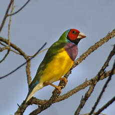 Diamant de Gould