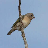 Diamant de Gould