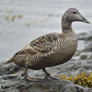 Common Eider Somateria Mollissima