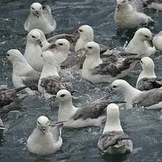 Fulmar boréal