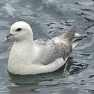 Fulmar boréal